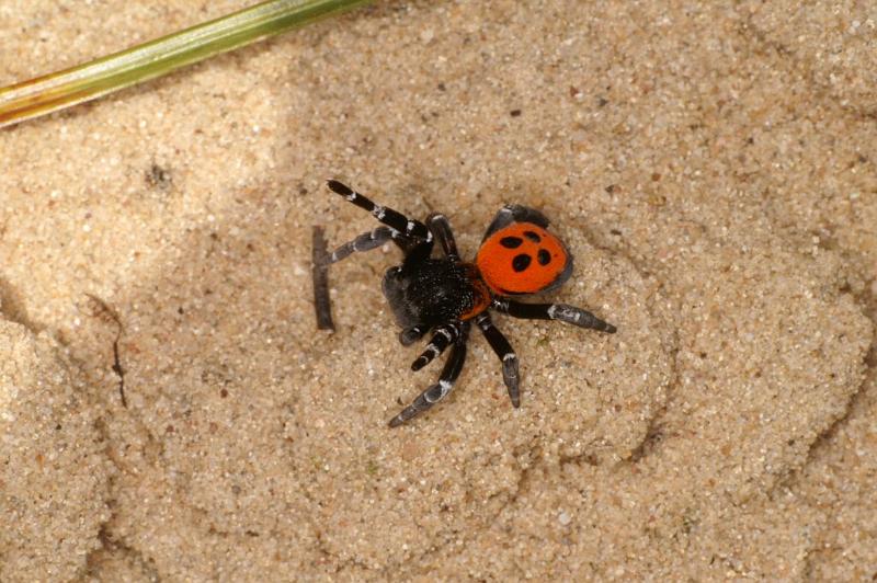 Eresus_sandaliatus_D2950_Z_85_NP De Hoge Veluwe_Nederland.jpg